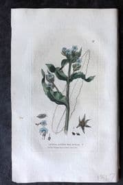 Baxter 1834 Hand Col Botanical Print. Wild Burgloss 21