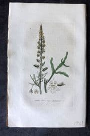 Baxter 1834 Hand Col Botanical Print. Wild Mignonette 15
