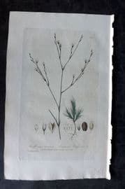 Baxter 1835 Hand Col Botanical Print. Annual Buffonia 152