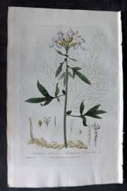 Baxter 1835 Hand Col Botanical Print. Bulbiferous Coal-Wort 145