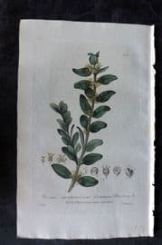 Baxter 1835 Hand Col Botanical Print. Common Box-Tree 142