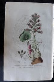 Baxter 1835 Hand Col Botanical Print. Common Butter-Bur 139