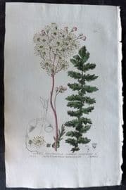 Baxter 1835 Hand Col Botanical Print. Common Dropwort 133