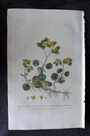 Baxter 1835 Hand Col Botanical Print. Common Golden-Saxifrage 140