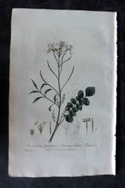 Baxter 1835 Hand Col Botanical Print. Common Ladies Smock 141