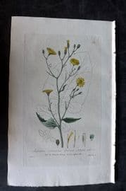 Baxter 1835 Hand Col Botanical Print. Common Nipple Wort 150