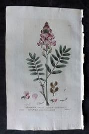 Baxter 1835 Hand Col Botanical Print. Common Saint-Foin 134