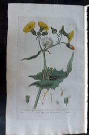 Baxter 1835 Hand Col Botanical Print. Common Sea Thistle 147
