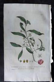 Baxter 1835 Hand Col Botanical Print. Common Spindle Tree 123