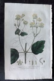 Baxter 1835 Hand Col Botanical Print. Common Traveller's Joy 129