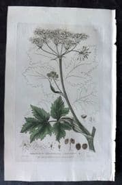 Baxter 1835 Hand Col Botanical Print. Cow Parsnep 130