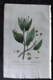 Baxter 1835 Hand Col Botanical Print. Dog's Mercury 143