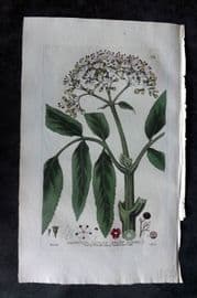 Baxter 1835 Hand Col Botanical Print. Dwarf Elder 122