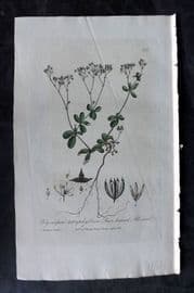 Baxter 1835 Hand Col Botanical Print. Four Leaved All Seed 155