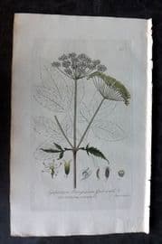 Baxter 1835 Hand Col Botanical Print. Gout-Weed 151