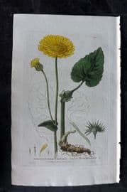 Baxter 1835 Hand Col Botanical Print. Great Leopard's Bane 157