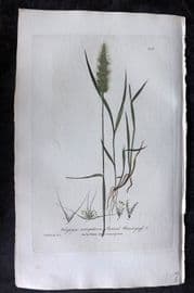 Baxter 1836 Hand Col Botanical Print. Annual Beard Grass 208