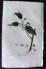 Baxter 1836 Hand Col Botanical Print. Berry Bearing Alder 219