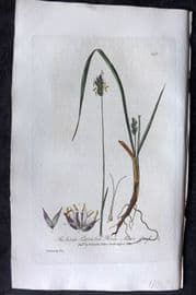Baxter 1836 Hand Col Botanical Print. Blue Moor Grass 192