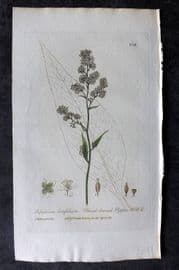 Baxter 1836 Hand Col Botanical Print. Broad Leaved Pepper-Wort 236