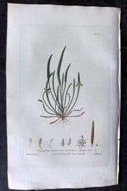 Baxter 1836 Hand Col Botanical Print. Channel Leaved Trichonema 204