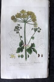 Baxter 1836 Hand Col Botanical Print. Common Alexanders 195