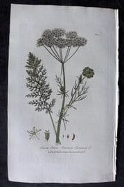 Baxter 1836 Hand Col Botanical Print. Common Caraway 232