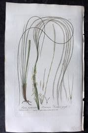 Baxter 1836 Hand Col Botanical Print. Common Feather Grass 200