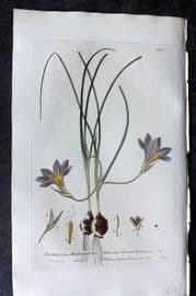Baxter 1836 Hand Col Botanical Print. Common Mouse Tail 202