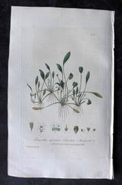 Baxter 1836 Hand Col Botanical Print. Common Mudwort 212