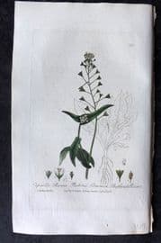 Baxter 1836 Hand Col Botanical Print. Common Shpeherd's Purse 191