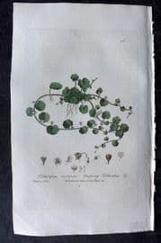 Baxter 1836 Hand Col Botanical Print. Creeping Sibthorpia 215