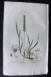 Baxter 1836 Hand Col Botanical Print. Crested Dog Tails Grass 216