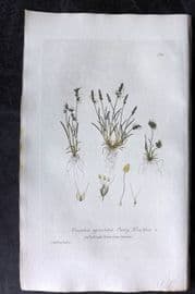 Baxter 1836 Hand Col Botanical Print. Early Knapphia 184