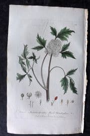 Baxter 1836 Hand Col Botanical Print. Herb Cristopher 218