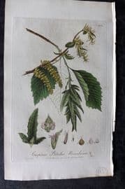 Baxter 1836 Hand Col Botanical Print. Hornbeam 234