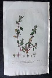 Baxter 1836 Hand Col Botanical Print. Pellitory of the Wall 224