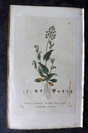 Baxter 1836 Hand Col Botanical Print. Perfoliate Penny-Cress 240