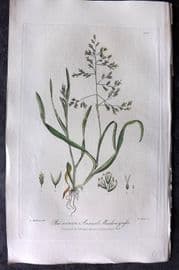 Baxter 1839 Hand Col Botanical Print. Annual Meadow Grass 288