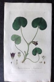 Baxter 1839 Hand Col Botanical Print. Asarabacca 250