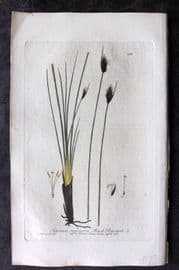 Baxter 1839 Hand Col Botanical Print. Black Bog-Rush 268