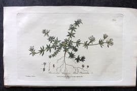 Baxter 1839 Hand Col Botanical Print. Blue Sherardia 244
