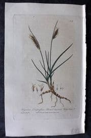 Baxter 1839 Hand Col Botanical Print. Broad Leaved Blysmus 308