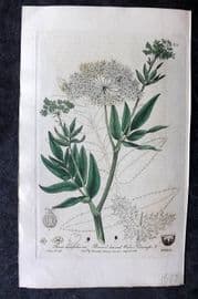 Baxter 1839 Hand Col Botanical Print. Broad Leaved Water Parsnip 319