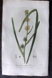 Baxter 1839 Hand Col Botanical Print. Bur Weed 276