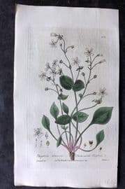 Baxter 1839 Hand Col Botanical Print. Chickweed like Claytonia 253