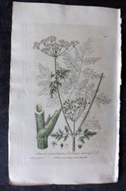 Baxter 1839 Hand Col Botanical Print. Common Hemlock 303