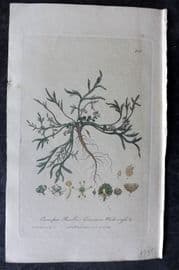 Baxter 1839 Hand Col Botanical Print. Common Water Cress 320