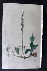 Baxter 1839 Hand Col Botanical Print. Creeping Goodyera 309