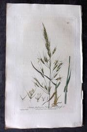 Baxter 1839 Hand Col Botanical Print. Downy Oat Grass 292